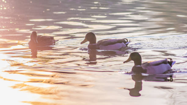 istock ducks in the sunset reflection on the Elbe River 1247880727