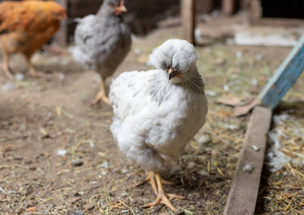 istock white crested chicken in the chicken coop. 1247882456