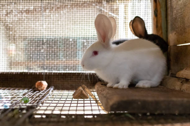 istock Cute white rabbit in a cage on a farm. little rabbits. 1247882566