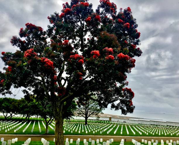 フォート・ローズクラン国立墓地 - arlington national cemetery virginia cemetery american flag ストックフォトと画像