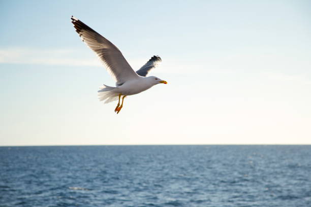 istock Seagull flying over sea against sky 1247882625