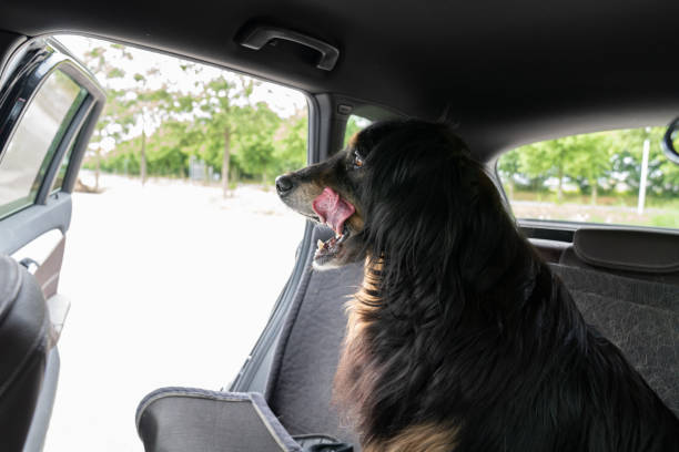 istock Dog waiting in the car 1247884060