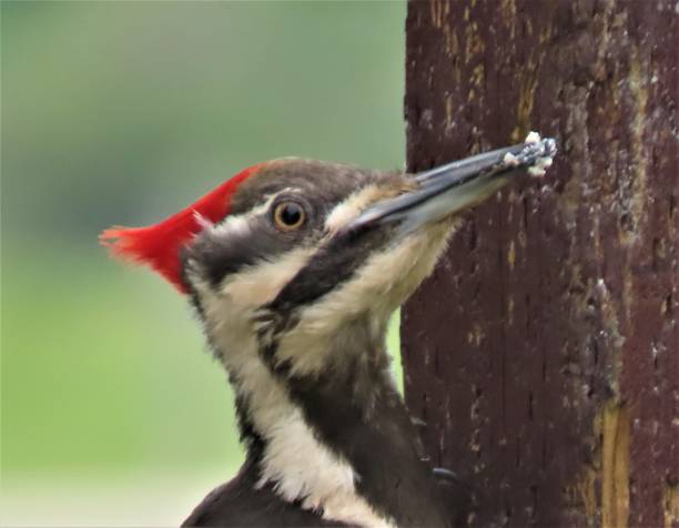 close-up da cabeça do pica-pau empilhado - pileated woodpecker animal beak bird - fotografias e filmes do acervo