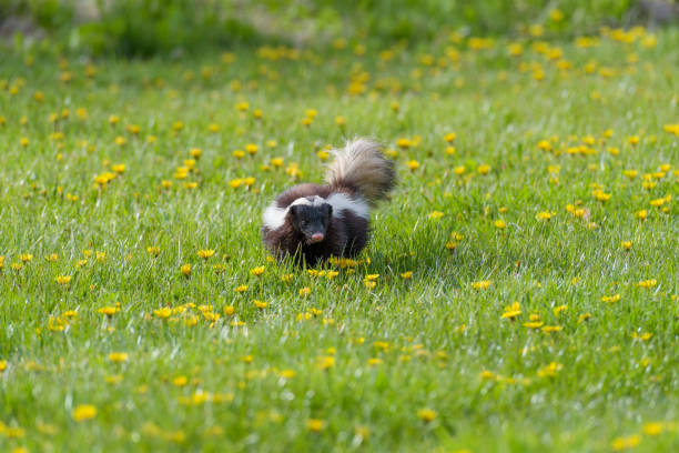 istock chilean skunk or mofeta walking on the grass 1247886062