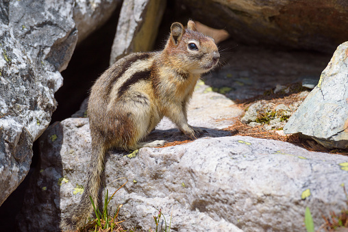 A groud squirrel standing on a rock in the Wasatch Mountains of Utah in the summer.