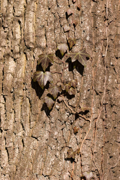 tree bark texture stock photo