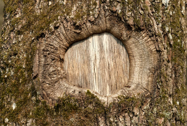 Hole in the bark of a tree stock photo