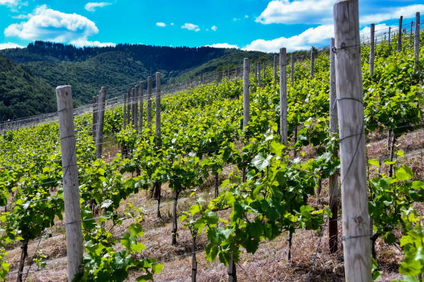 istock Vineyards in the Ahr valley on a beautiful summer day 1247888097