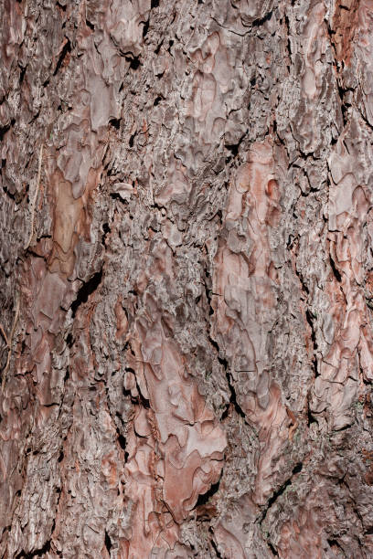 tree bark stock photo