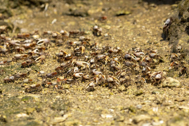 istock Low angle shot of fiddler crabs grouped together on mudflats 1247890764