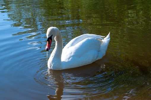 white swan swims in the lake. beautiful water bird. stock photo