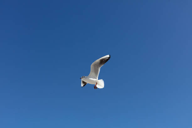 Beautiful sea gulls on a background of blue sky. Selective focus.