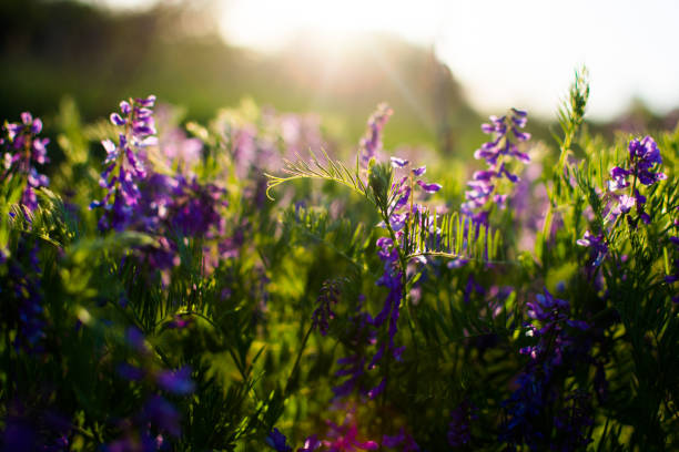 istock Blue wildflowers in a green meadow. Warm spring evening with a bright meadow during sunset. 1247891672