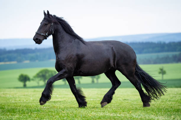 cheval de friesian noir courant dans le domaine - horse black stallion friesian horse photos et images de collection
