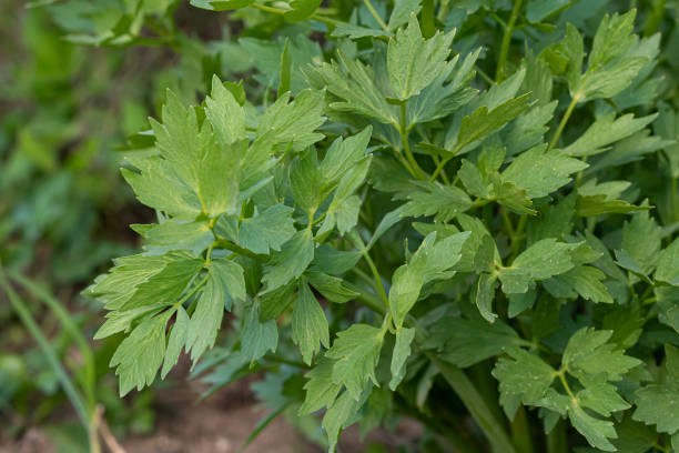 especiarias e ervas, planta lovage (levisticum officinale) crescendo no jardim. - levisticum officinale - fotografias e filmes do acervo