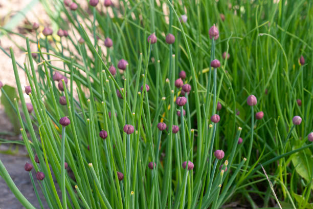 istock Fresh blooming chive. Green chives in garden. 1247892077