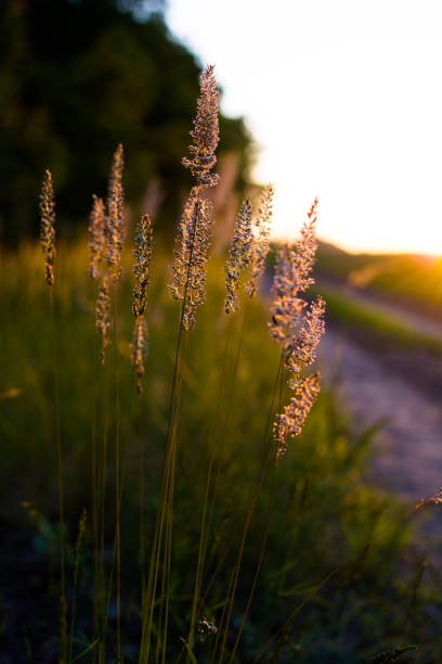 istock Warm spring evening with a colorful vibrant meadow during sunset. Grass silhouette in the light of the golden setting sun. 1247892177