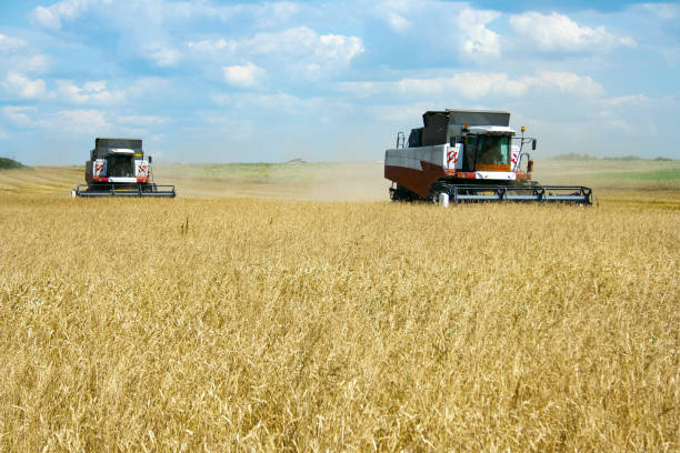 istock Two combines in a field with grain crops 1247892198