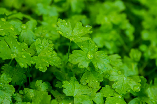 Water Drops On Fresh Parsley Leaves stock photo