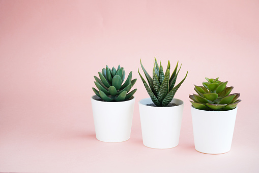 Succulent plants in the white pots on the pink background. Summer vibes.