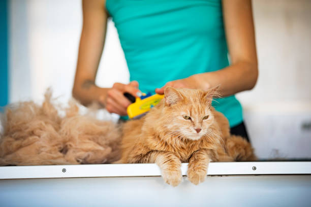 istock Young Woman Brushing Fluffy Ginger Cat Indoors 1247894099