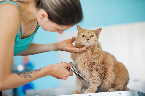 Young Woman Cutting Hair of a Ginger Cat in Pet Grooming Salon.