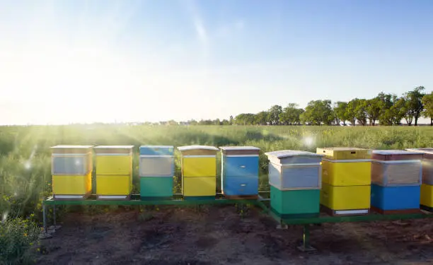 Honey production and bees keeping. Colorful hives on the rapeseed field.