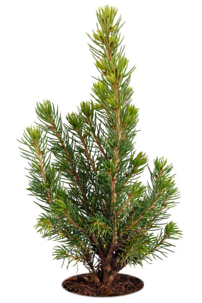 istock Young coniferous plant, seedling picea glauca isolated on a white background. Spruce. 1247895731
