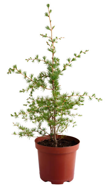 istock Larch seedling in a flowerpot isolated on a white background. 1247896468