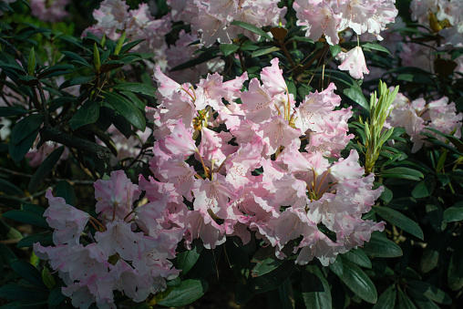 Pink Rhododendron Kalinka blooming in a garden, close up.