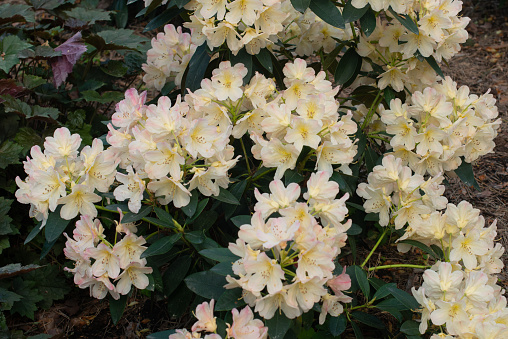 White Rhododendron Percy Wiseman blooming in a garden, close up.