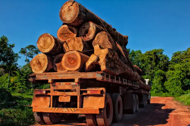 A truck carries a large bunch of tree trunks