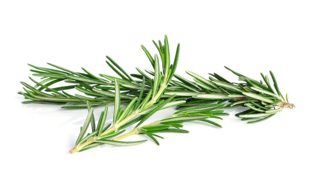 istock rosemary isolated on white background 1247899739