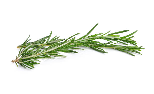 istock rosemary isolated on white background 1247899781