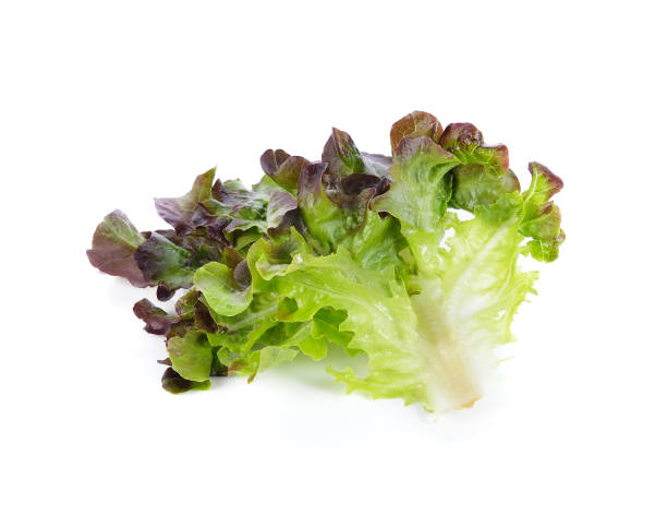 istock Fresh red oak lettuce isolated on white background. 1247899785