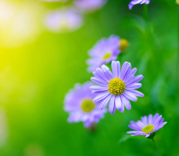 여름 꽃 - blue chamomile 뉴스 사진 이미지