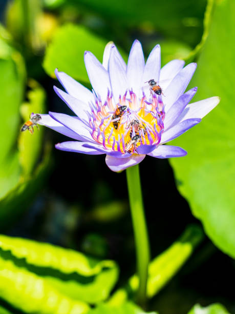 istock Flower Close Up with honey bees 1247902281