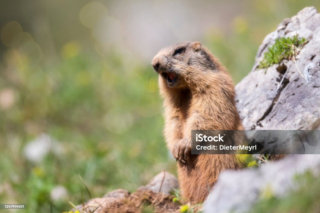 Alpine Marmot Makes A Warning Call Stock Photo - Download Image Now - iStock