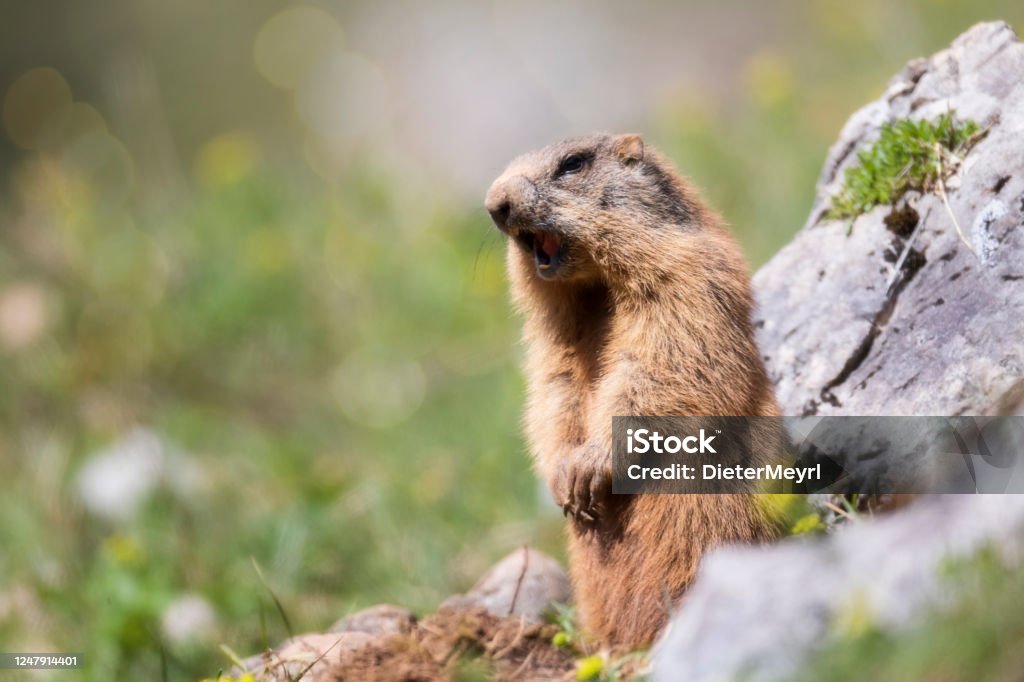 Alpine Marmot Makes A Warning Call Stock Photo - Download Image Now - iStock Alpine Marmot Makes A Warning Call Stock Photo - Download Image Now - iStock