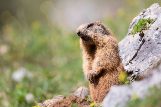 Alpine marmot makes a warning call -  (Marmota marmota) Alpine Marmot, Animal Hair, Animal Wildlife, Animals In The Wild alpine marmot (marmota marmota) stock pictures, royalty-free photos & images