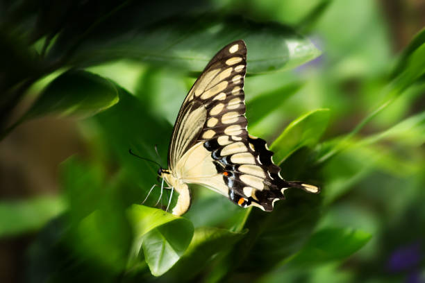 istock SwallowTail Butterfly on Citrus Leaf 1247914500