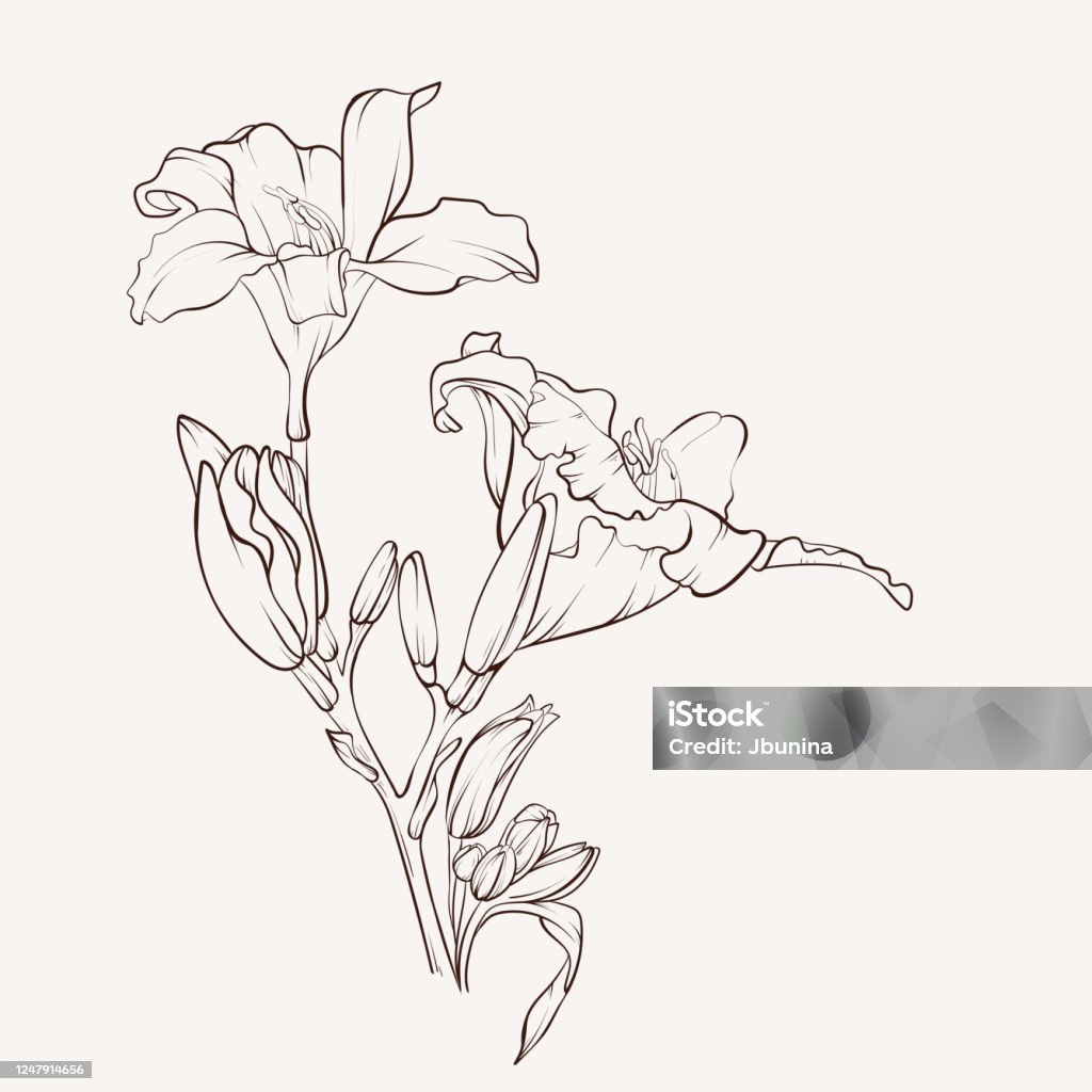 Bản Vẽ Hoa Lily Đen Và Trắng Với Nghệ Thuật Đường Nét Trên Nền Trắng Hình  Minh Họa Thực Vật Vẽ Tay Hình minh họa Sẵn có - Tải xuống Hình ảnh