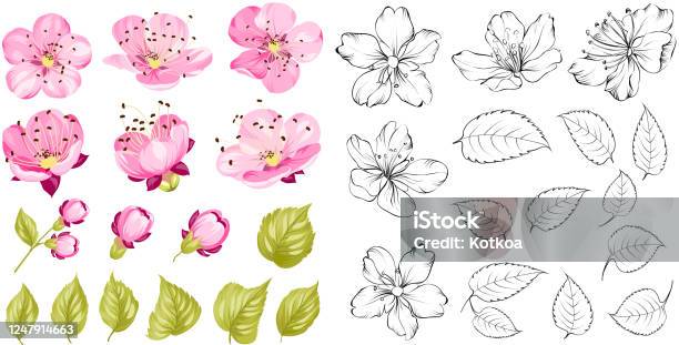 Ilustración de Colección De Flores De Cerezo Set Paquete De Flores De Cerezo Flores Negras De Prunus Aisladas Sobre Blanco Colección De Contornos Florales y más Vectores Libres de Derechos de Flor - Ilustración de Colección De Flores De Cerezo Set Paquete De Flores De Cerezo Flores Negras De Prunus Aisladas Sobre Blanco Colección De Contornos Florales y más Vectores Libres de Derechos de Flor -