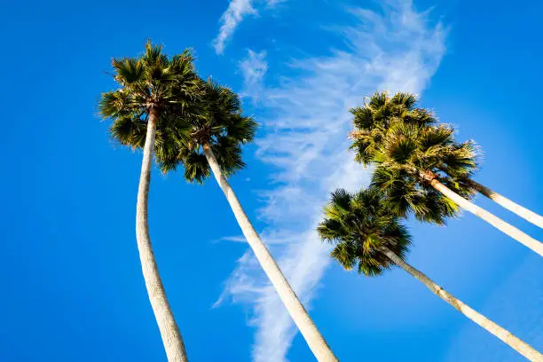 Photo of Palm Trees In Santa Cruz