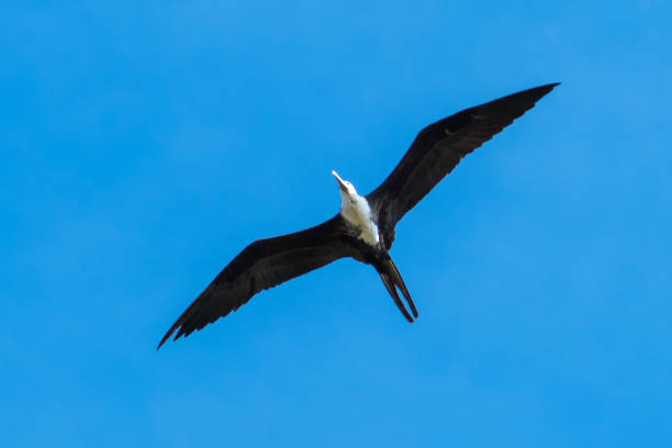 Magnificent Frigate bird flying in the sky. Magnificent Frigate bird flying in the sky. Fregata magnificens are a family of seabirds called Fregatidae. fregata minor stock pictures, royalty-free photos & images