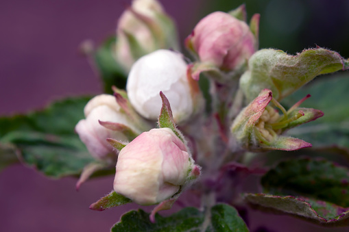 Delicate flowers of the seed tree.