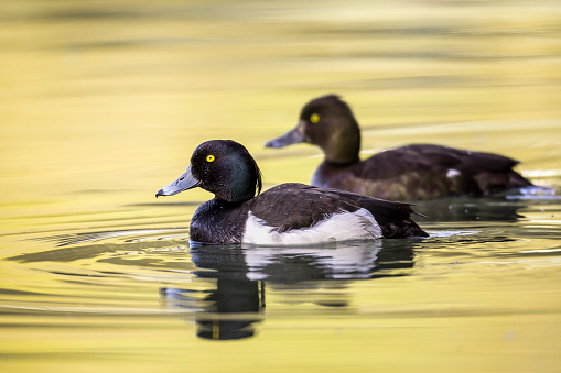 Pair of tufted ducks swimming in a river