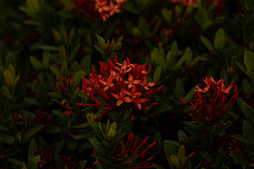 Red small flowers on a darkness