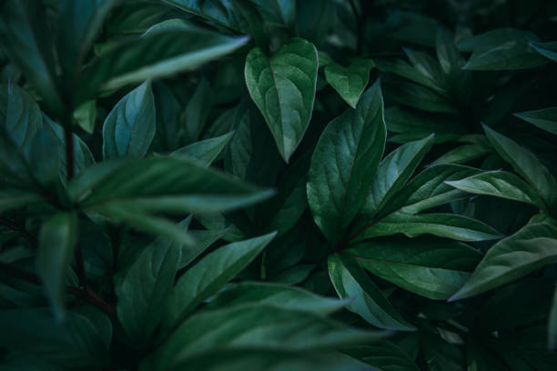 istock Exotic leaves closeup view in tropical rainforest 1247927077