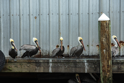 Pelicans are sitting on the wooden pier